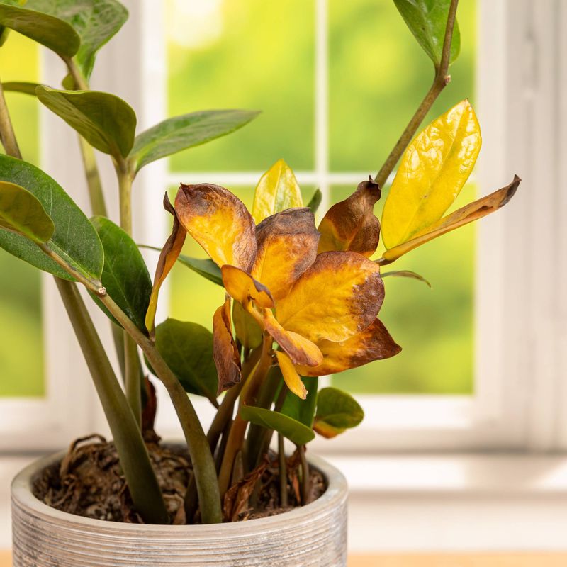 Common Problems With ZZ Plants And How To Solve Them