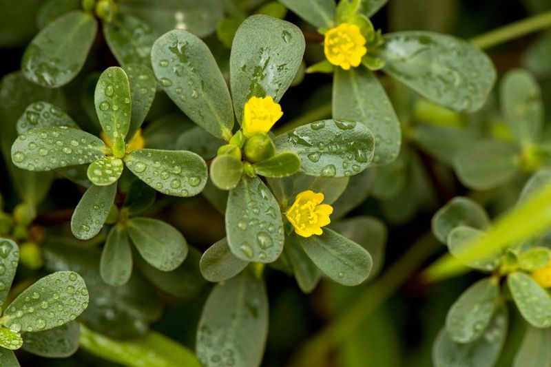 Common Purslane (Portulaca oleracea)