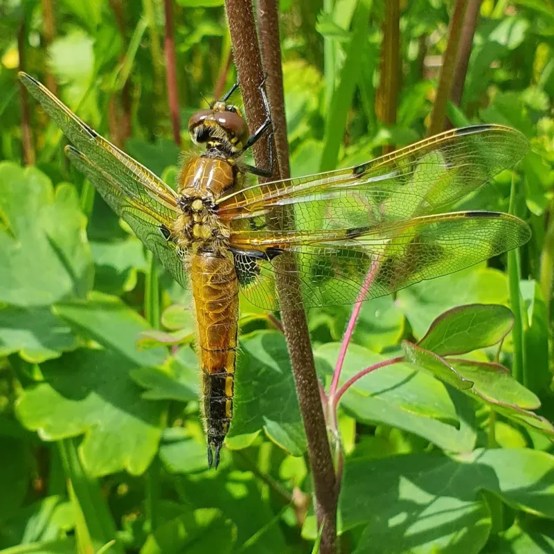 Common Rush Gives Dragonflies A Place To Perch