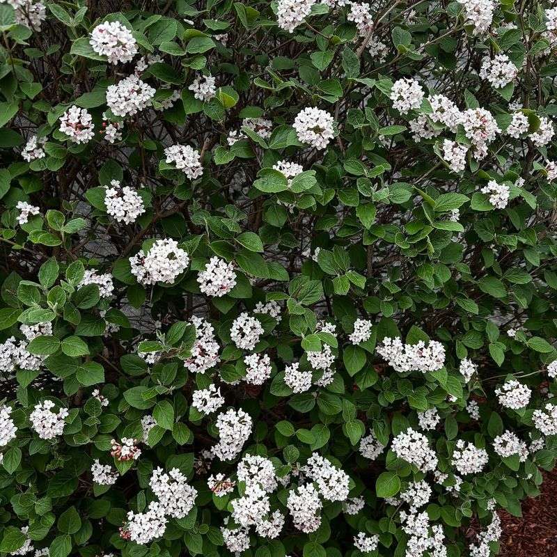 Common Snowberry Common Snowberry