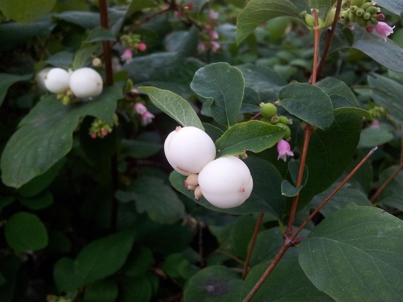Common Snowberry 