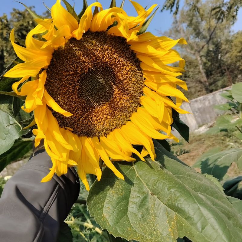 Common Sunflower (Helianthus annuus) Uses A Lot Of Nutrients Fast