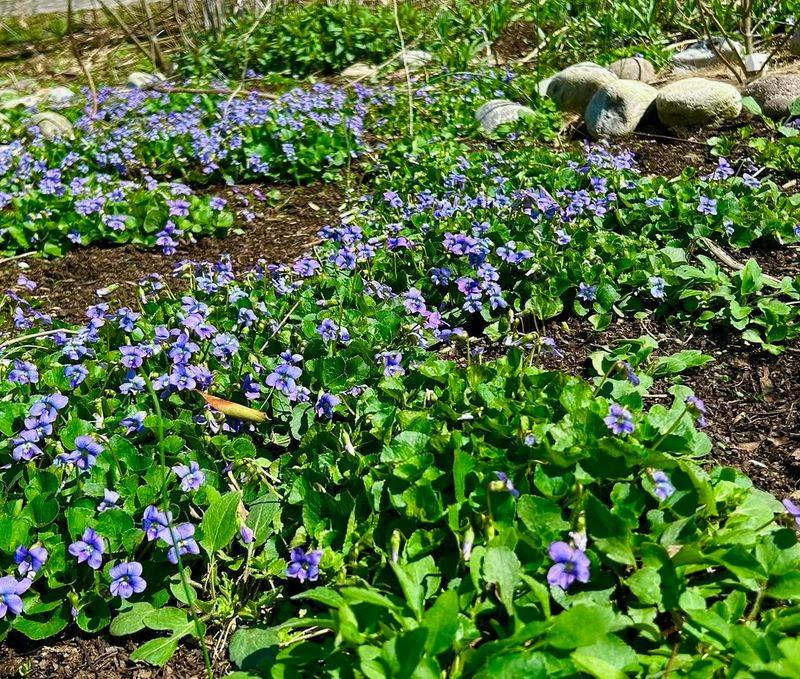 Common Violet 