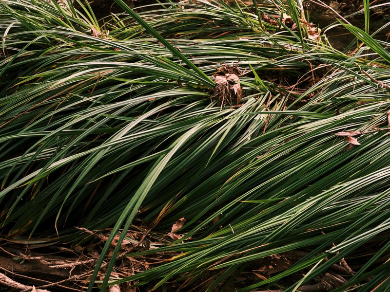 Common Wood Sedge (Carex Blanda)