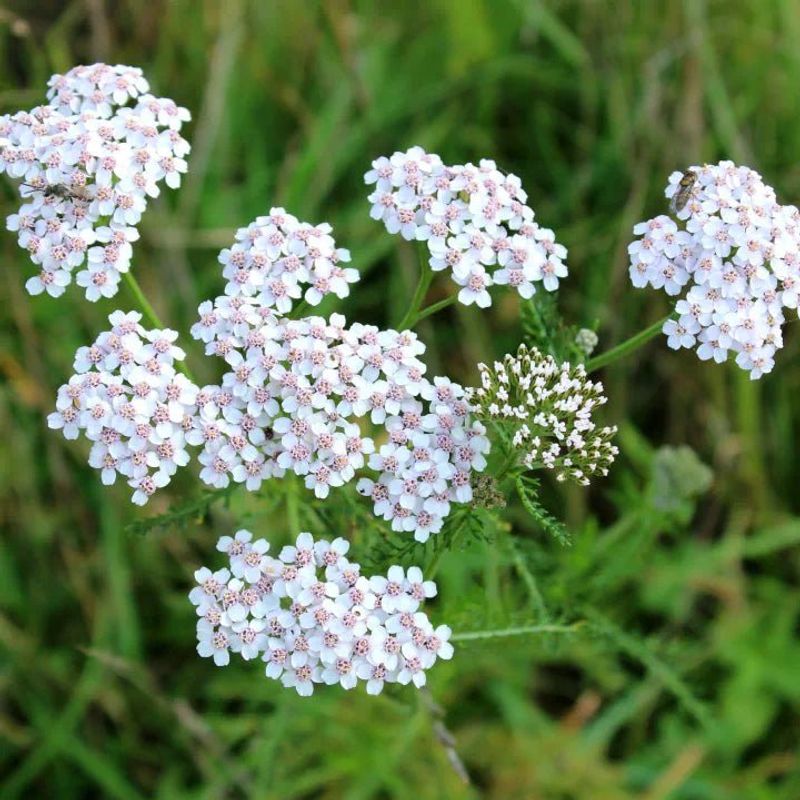 Common Yarrow Keeps Going In Dry Weather