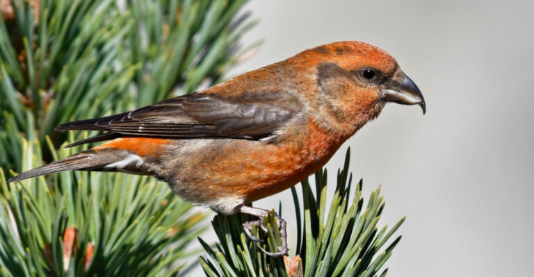 Compact Conifer Varieties In Oregon That Attract Birds With Food And Shelter
