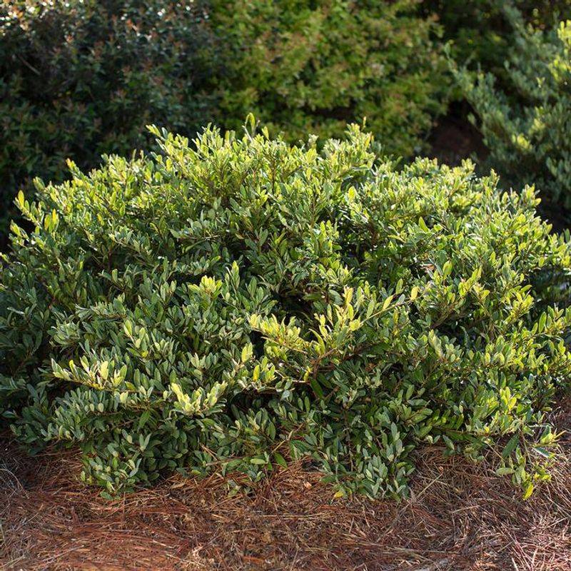 Compact Distylium