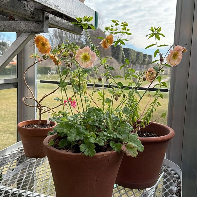 Compact Growth Makes Geum Perfect For Smaller Spaces