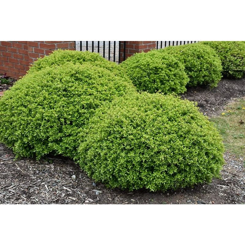 Compact Growth Makes It Perfect For Low Hedges