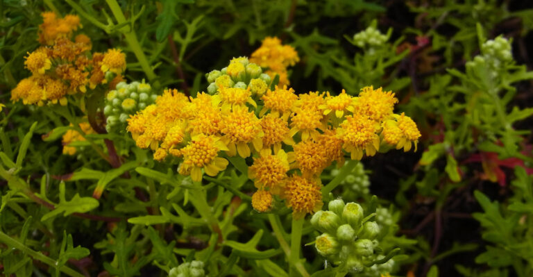 Compact Native California Plants That Outperform Big Shrubs In Small Yards