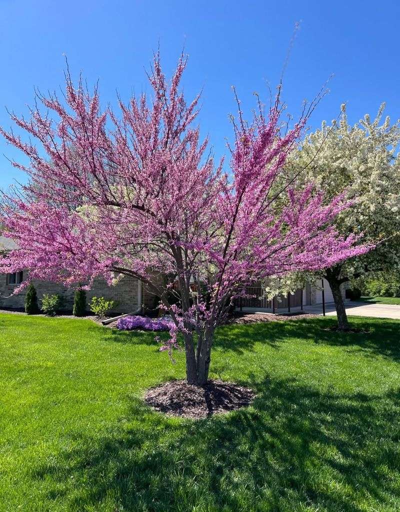 Compact Size Works Well In Residential Landscapes Compact Size Works Well In Residential Landscapes
