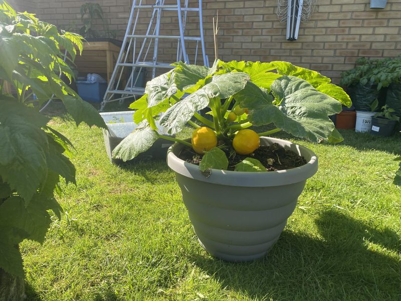 Compact Zucchini Makes Big Harvests Possible Compact Zucchini Makes Big Harvests Possible