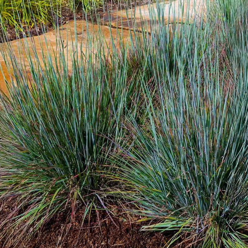 Compacted Soil? Little Bluestem Handles It Better Than Most Native Flowers