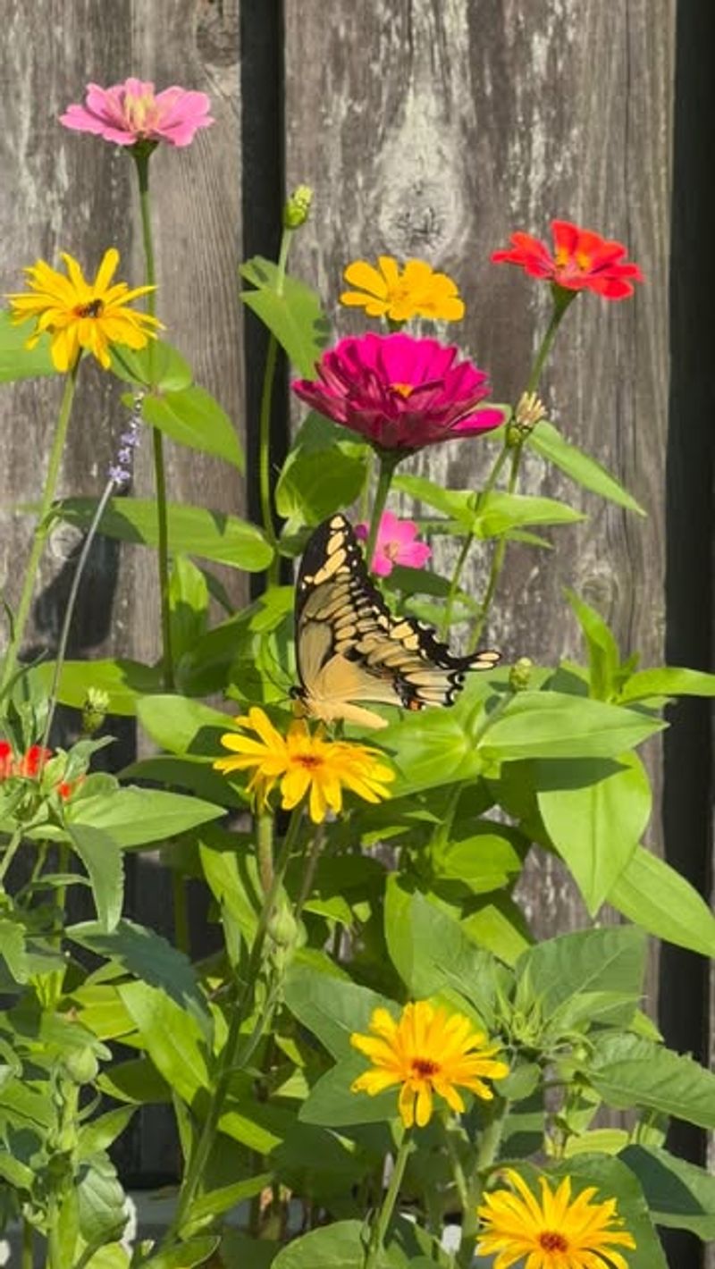 Companion Flowers Keep Michigan Vegetable Gardens More Balanced