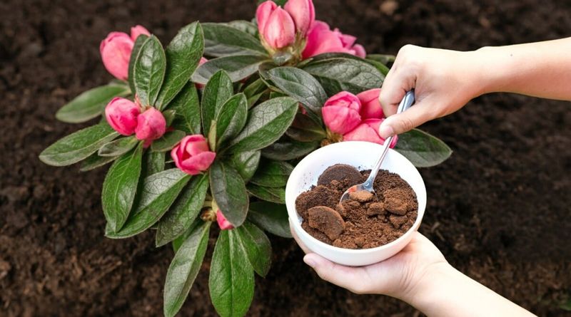 Compost Coffee Grounds Before Using Them Near Azaleas And Rhododendrons Compost Coffee Grounds Before Using Them Near Azaleas And Rhododendrons