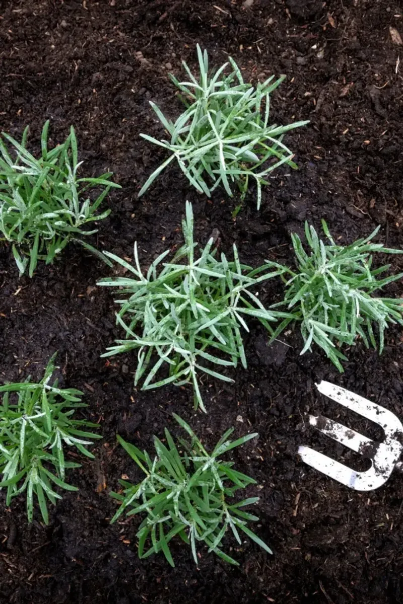 Compost Is Usually Better Than Strong Fertilizer