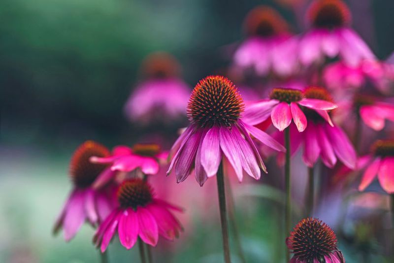 Coneflower