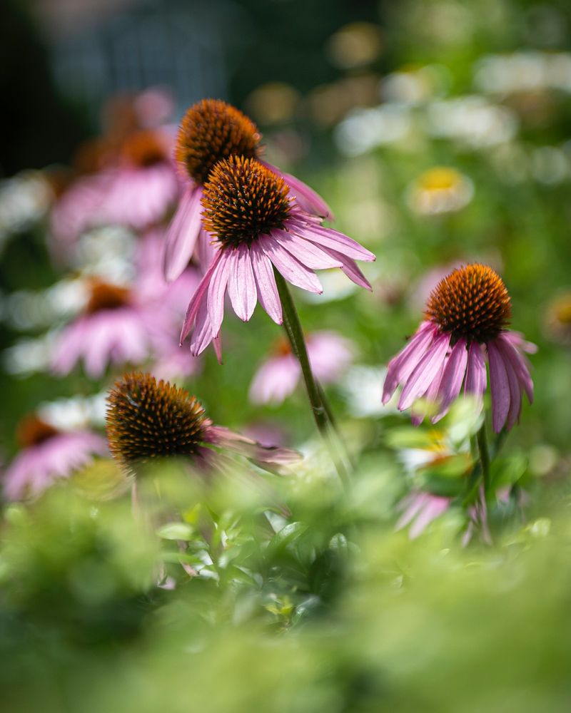 Coneflower
