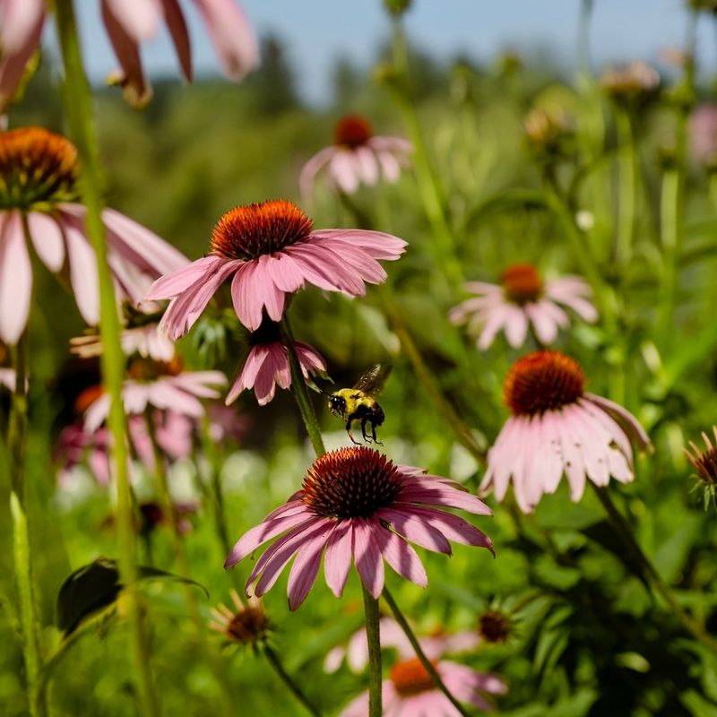Coneflower