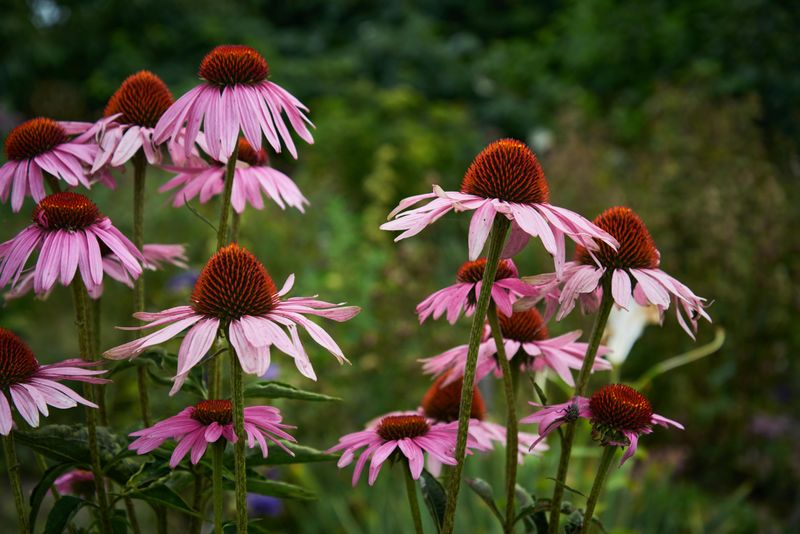 Coneflower