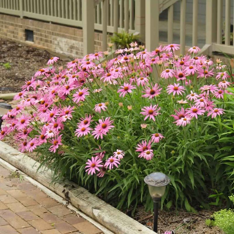 Coneflower Brings Pollinator Power And Long-Lasting Summer Blooms