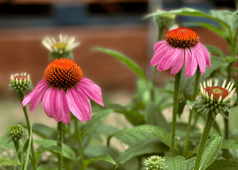 Coneflower Can Be Divided As New Growth Starts In Spring