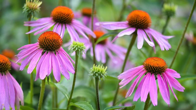 Coneflower Is Built To Survive The Freeze