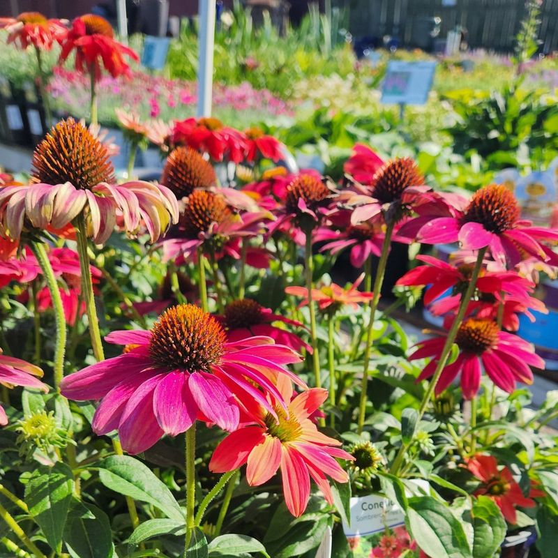 Coneflower Keeps Blooming Into Fall