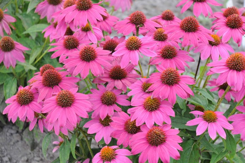 Coneflower Returns Year After Year and Keeps Pollinators Buzzing All Summer