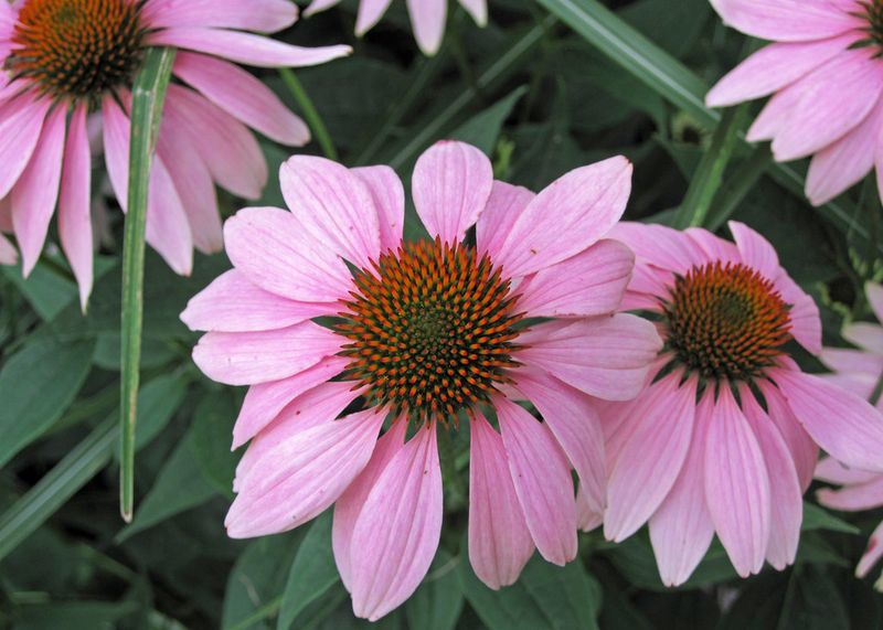 Coneflowers