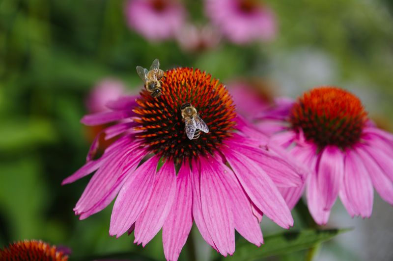 Coneflowers