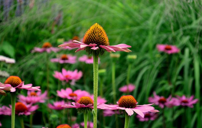 Coneflowers And Ornamental Grasses