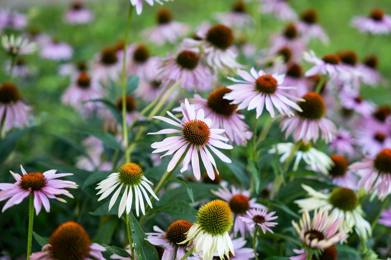 Coneflowers (Echinacea)