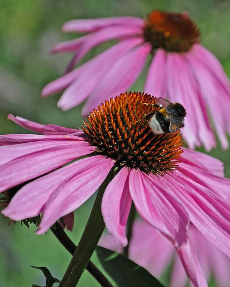 Coneflowers Keep Blooming With Little Summer Fuss