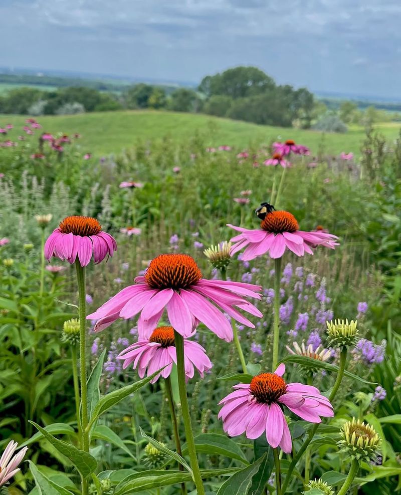 Coneflowers