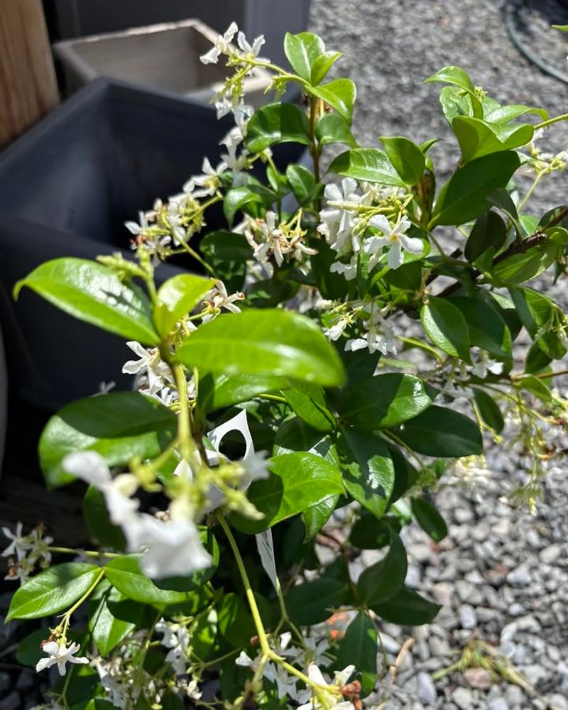 Confederate Jasmine Roots Best In Consistently Moist Soil