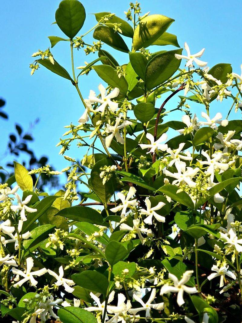 Confederate Jasmine Spreads Quickly In Warm Conditions