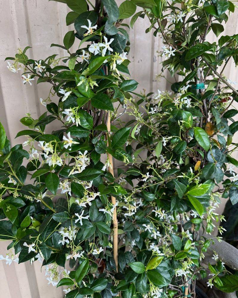 Confederate Jasmine
