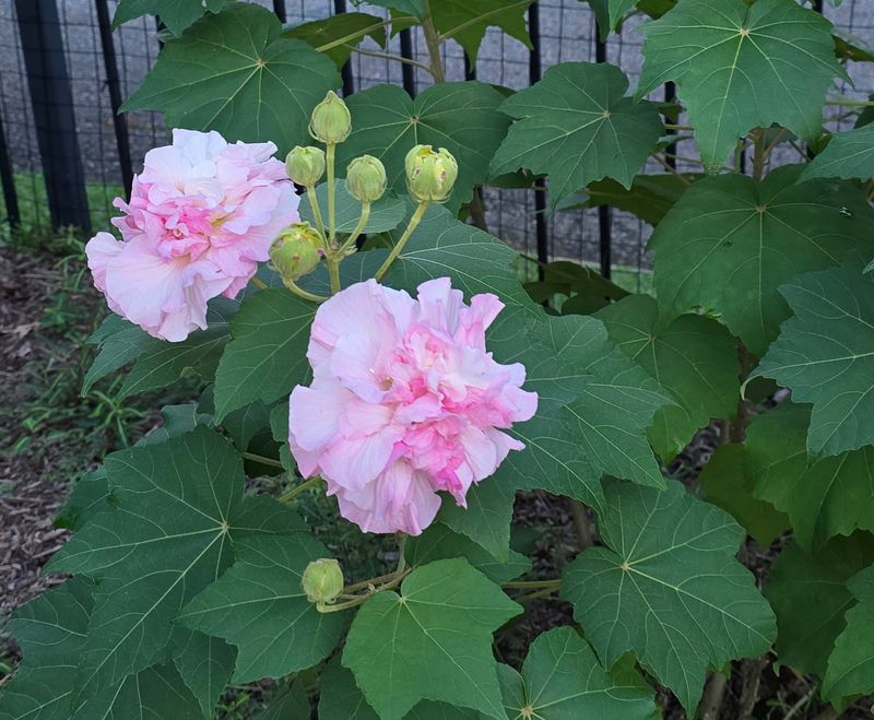 Confederate Rose Adds Late Season Drama