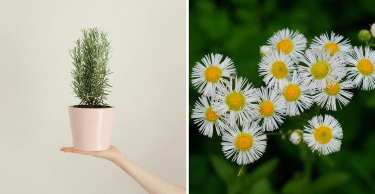 Connecticut Gardeners Swear By These 9 Plants For Keeping Ticks Away