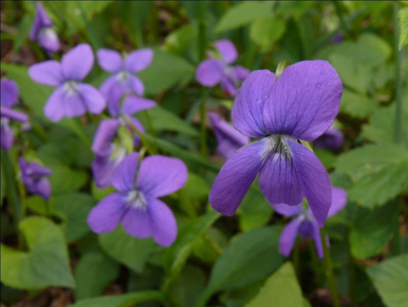 Consider Native Groundcovers With Bigger Wildlife Benefits