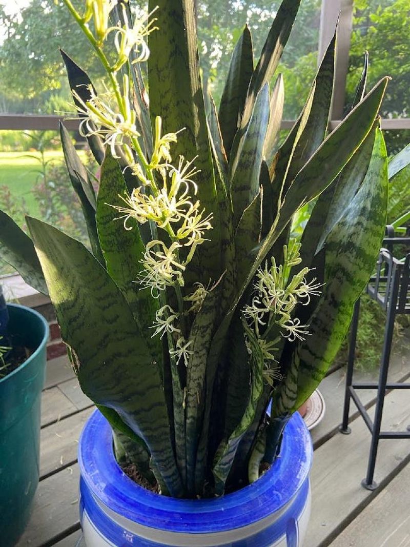 Consistent Light Conditions Reduce Plant Stress Consistent Light Conditions Reduce Plant Stress