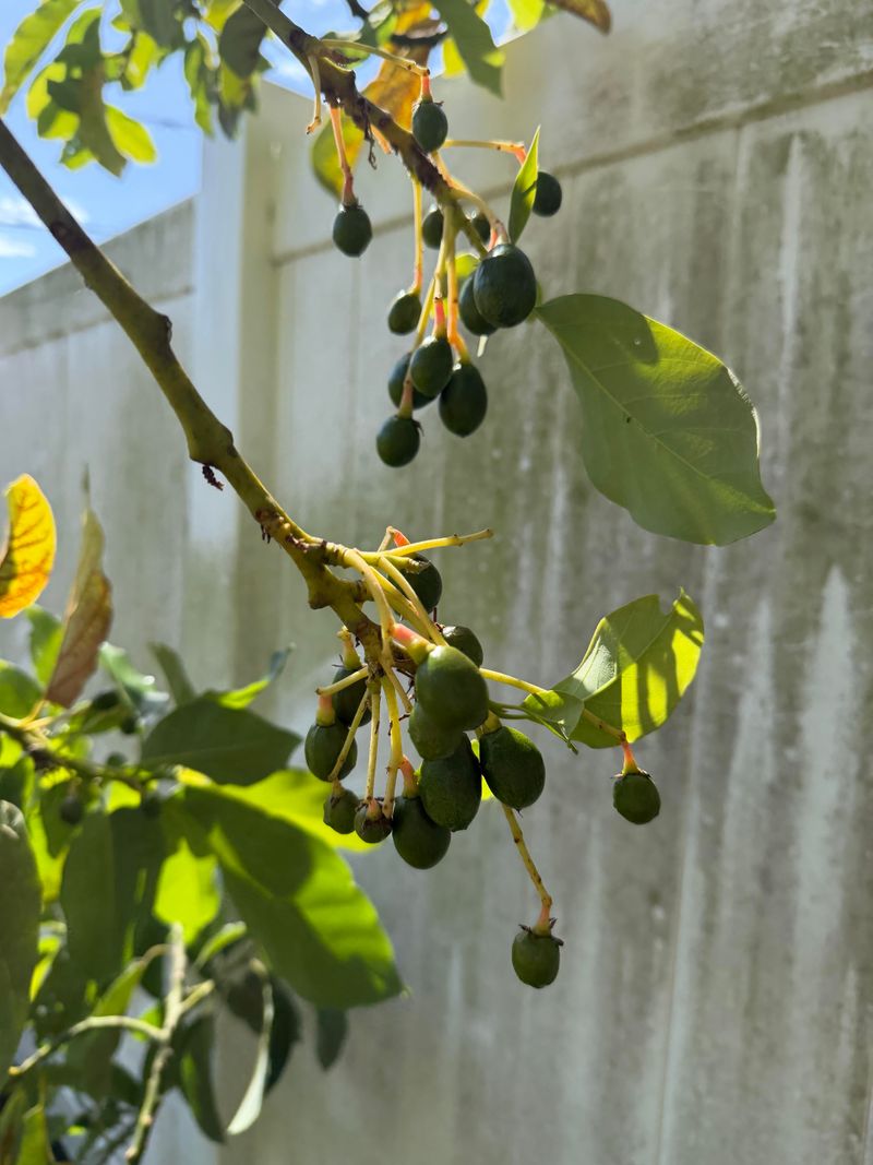 Consistent Moisture Helps Fruit Hold Better Consistent Moisture Helps Fruit Hold Better