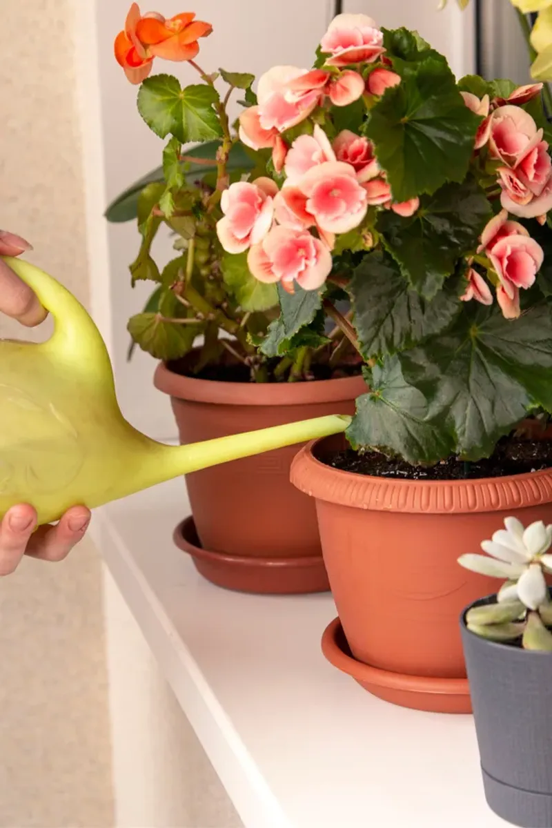 Consistent Moisture Helps Prevent Sudden Flower Drop