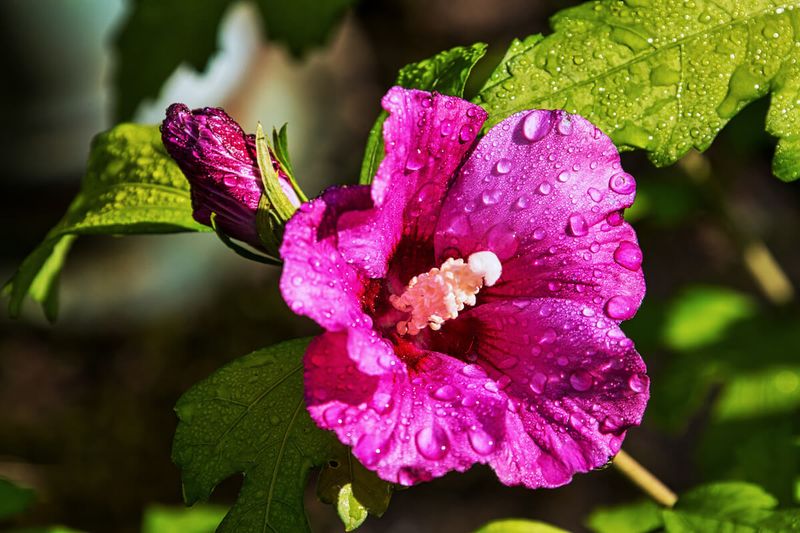 Consistent Water Without Soggy Soil