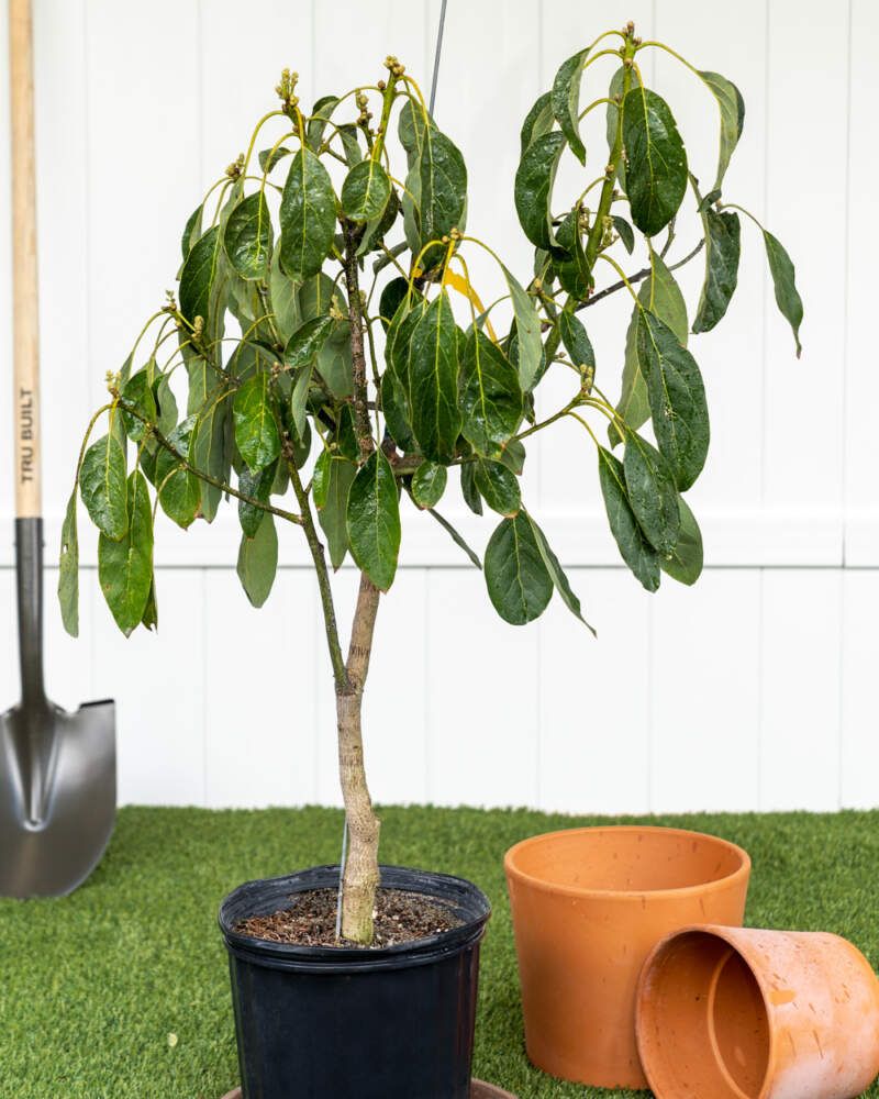 Consistent Watering Prevents Blossoms From Dropping Too Early