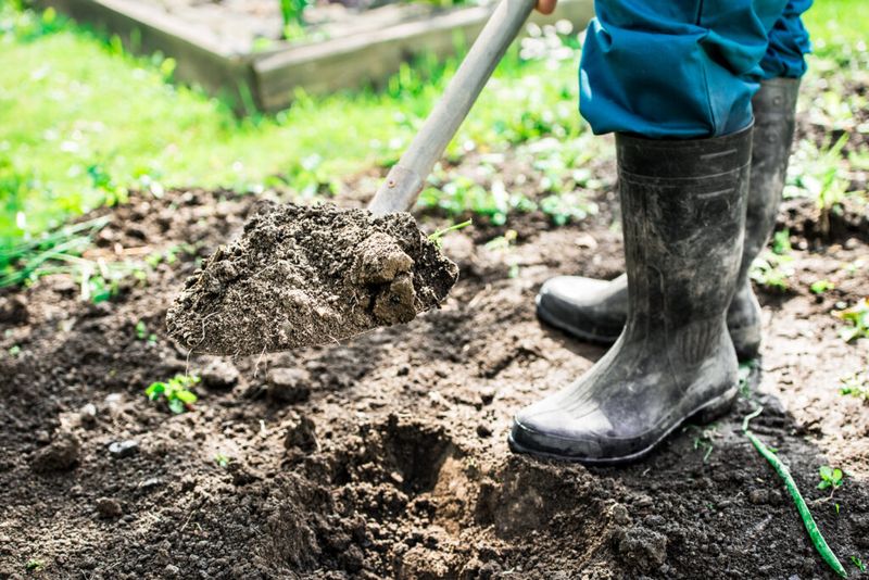 Constant Foot Traffic Recompacts Soil Faster Than Most Gardeners Expect