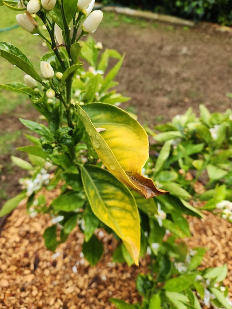 Constantly Wet Soil Can Cause Bigger Citrus Problems Constantly Wet Soil Can Cause Bigger Citrus Problems