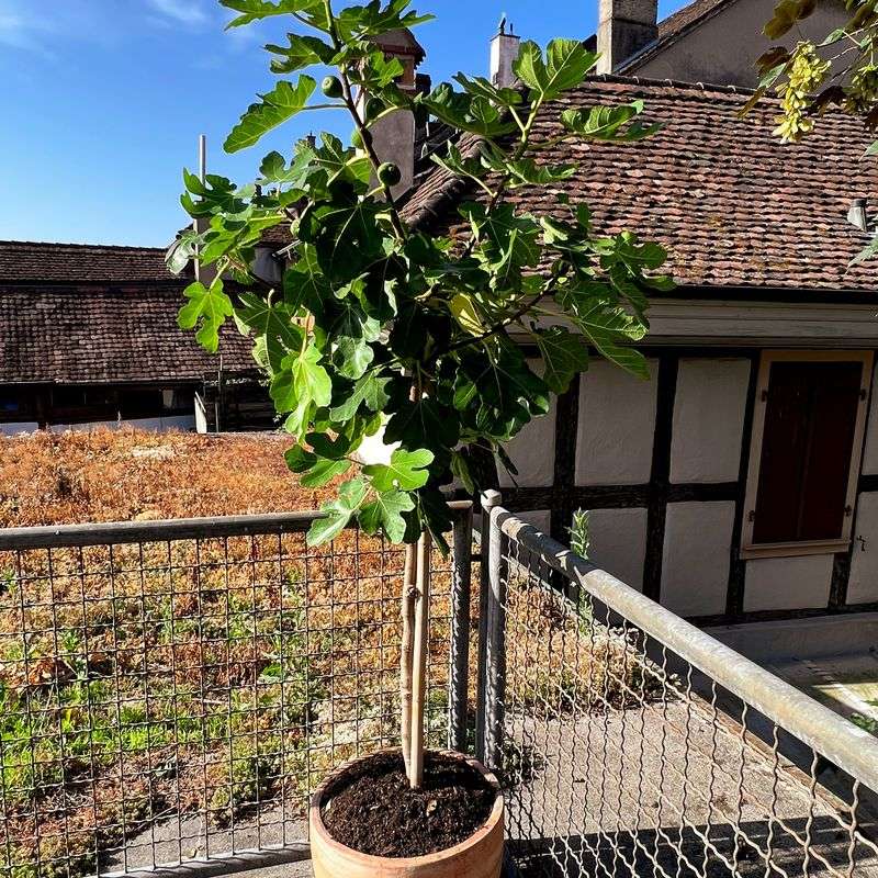 Container Fig Trees Dry Out Faster In Hot Weather