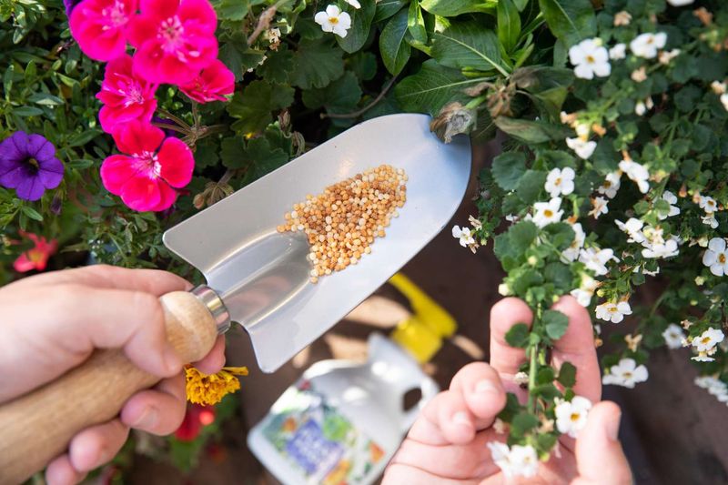 Container Flowers
